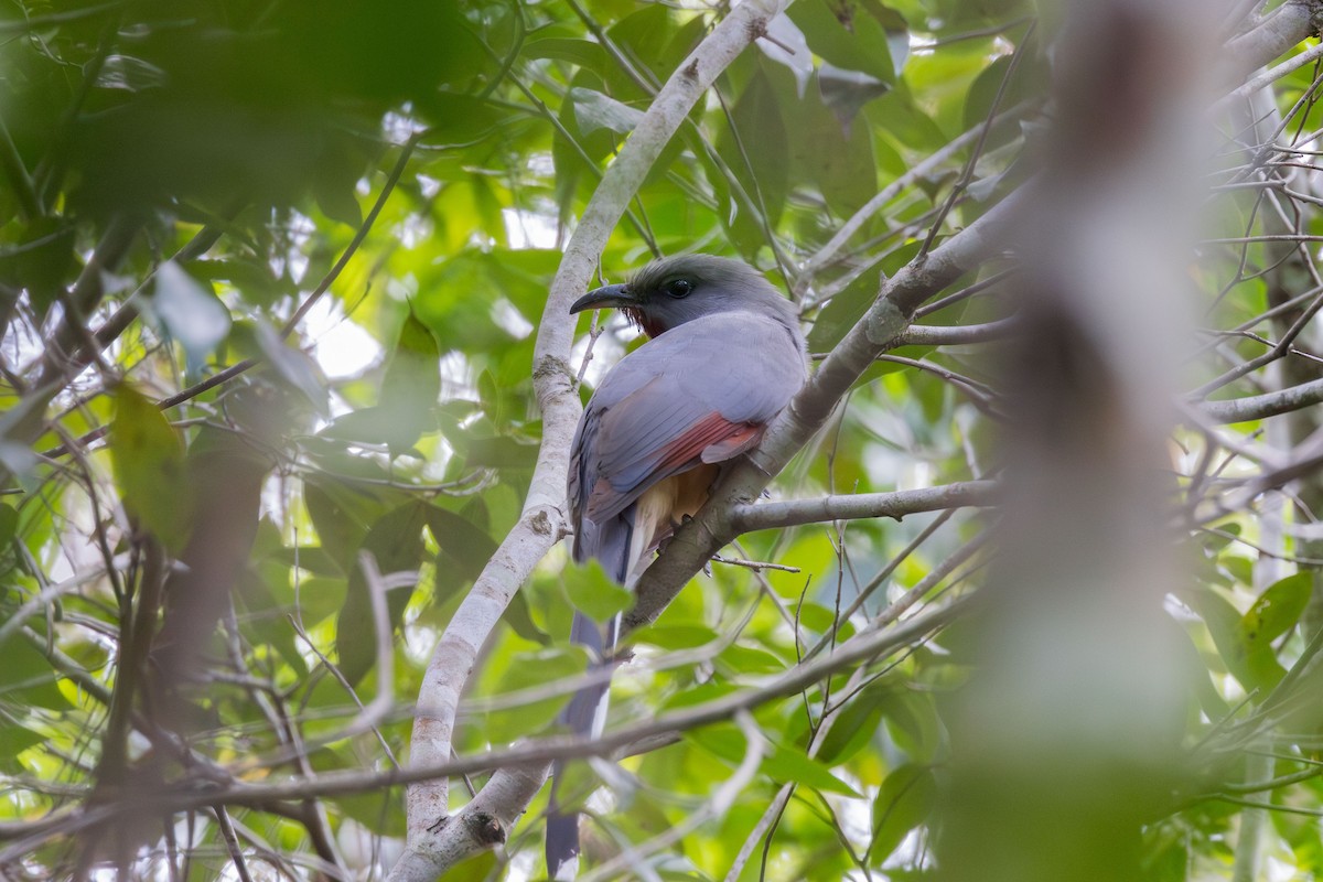 Bay-breasted Cuckoo - ML617174498