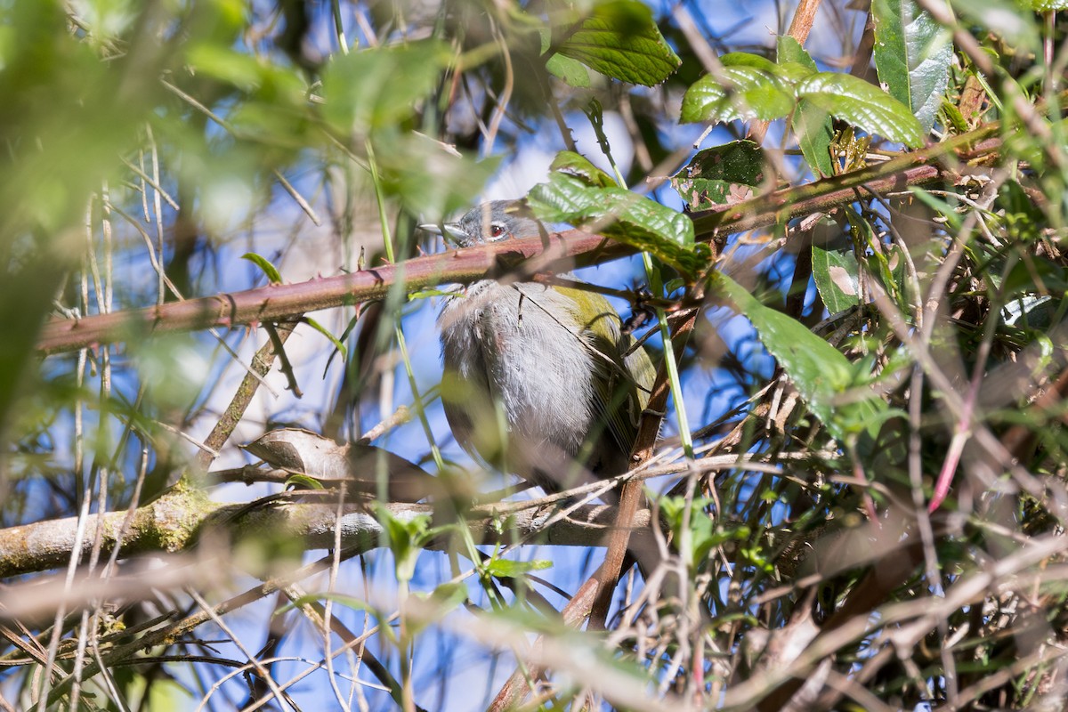 Green-tailed Warbler - Elliott Ress