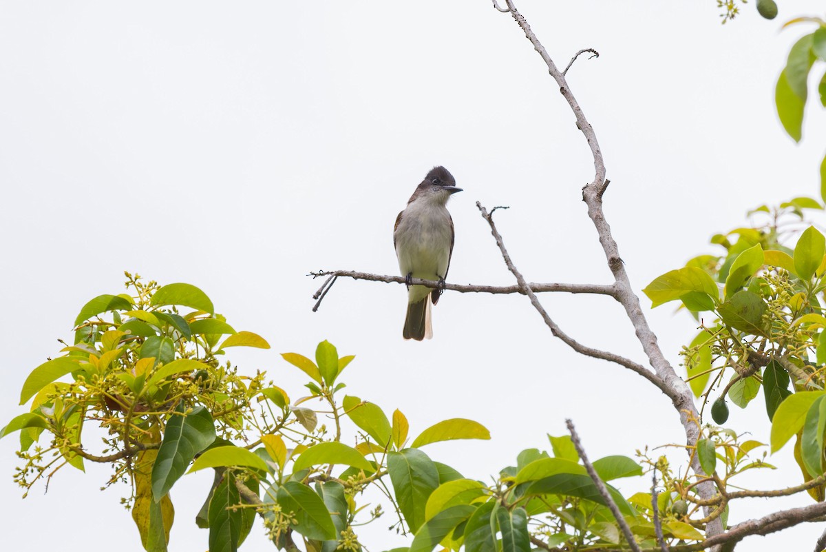 Loggerhead Kingbird (Hispaniolan) - ML617174563