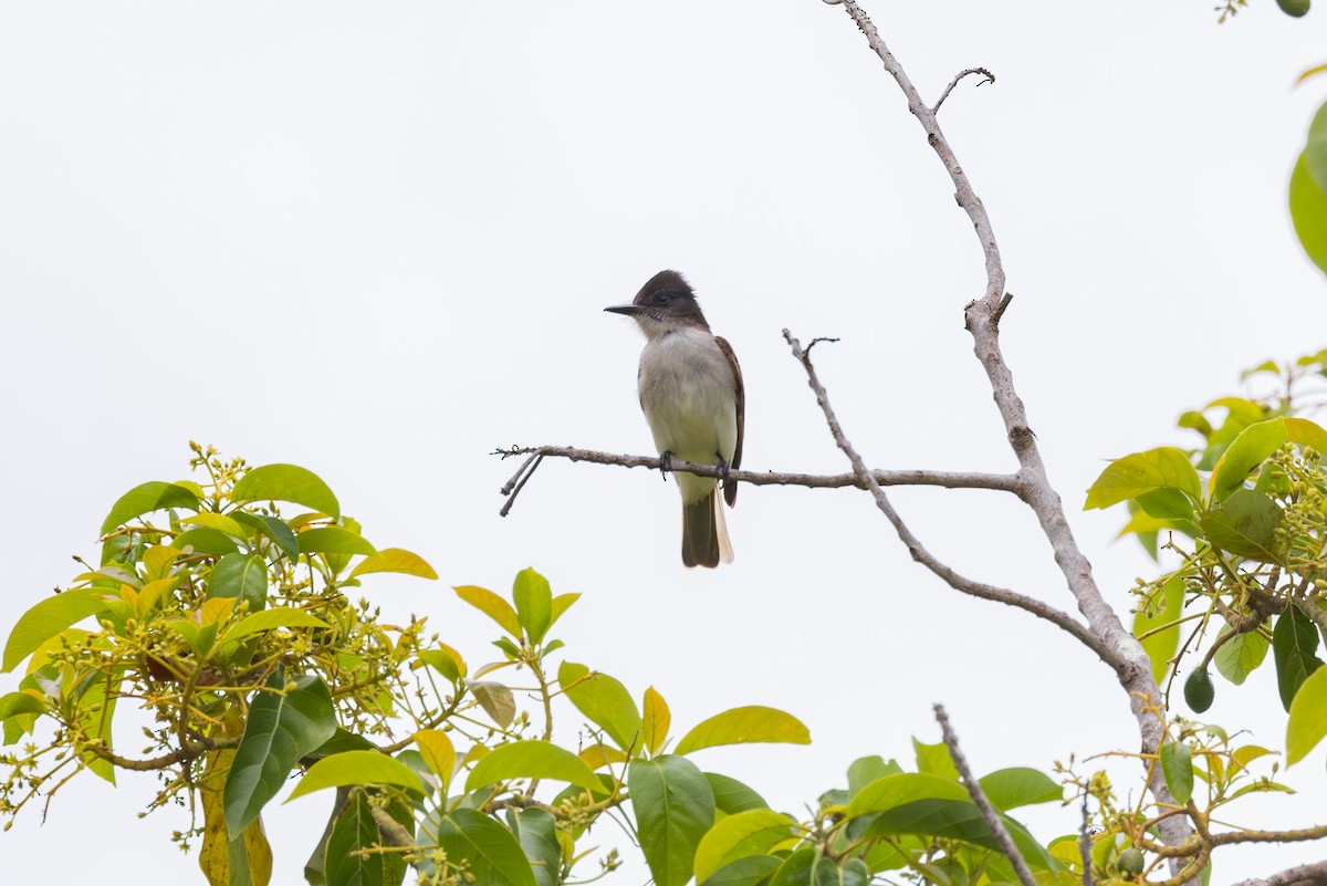 Loggerhead Kingbird (Hispaniolan) - ML617174564