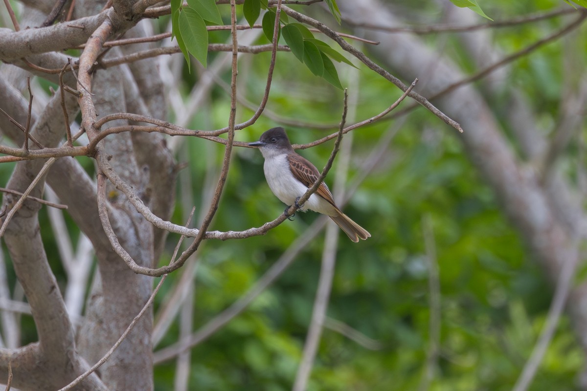 Loggerhead Kingbird (Hispaniolan) - ML617174565