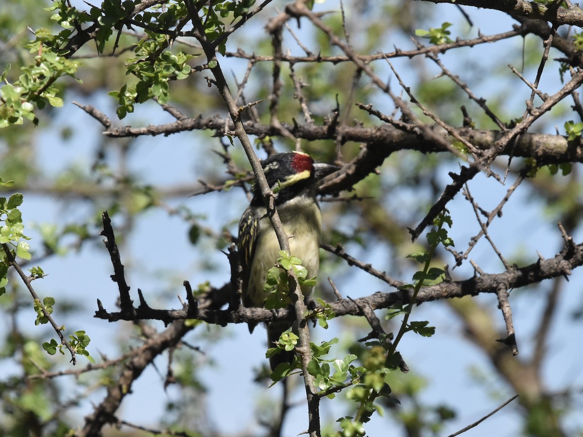 Red-fronted Barbet - ML617174657