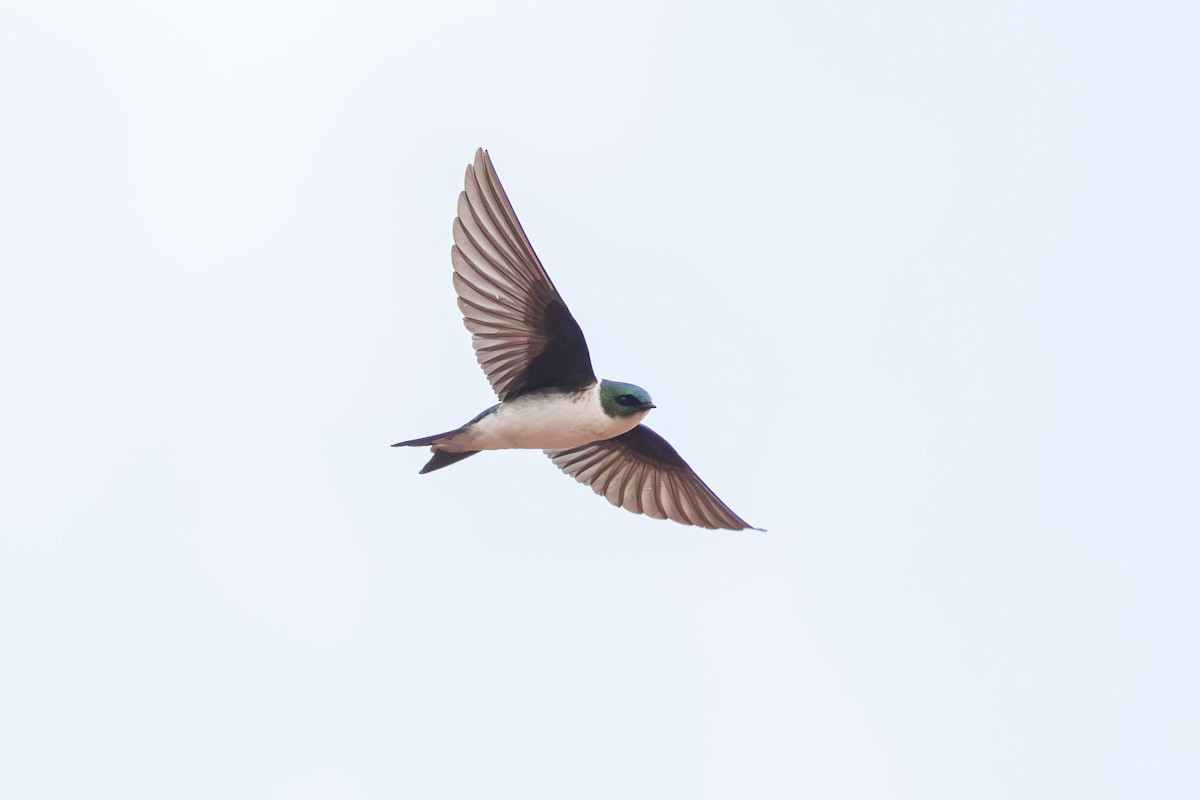 Golden Swallow - Elliott Ress