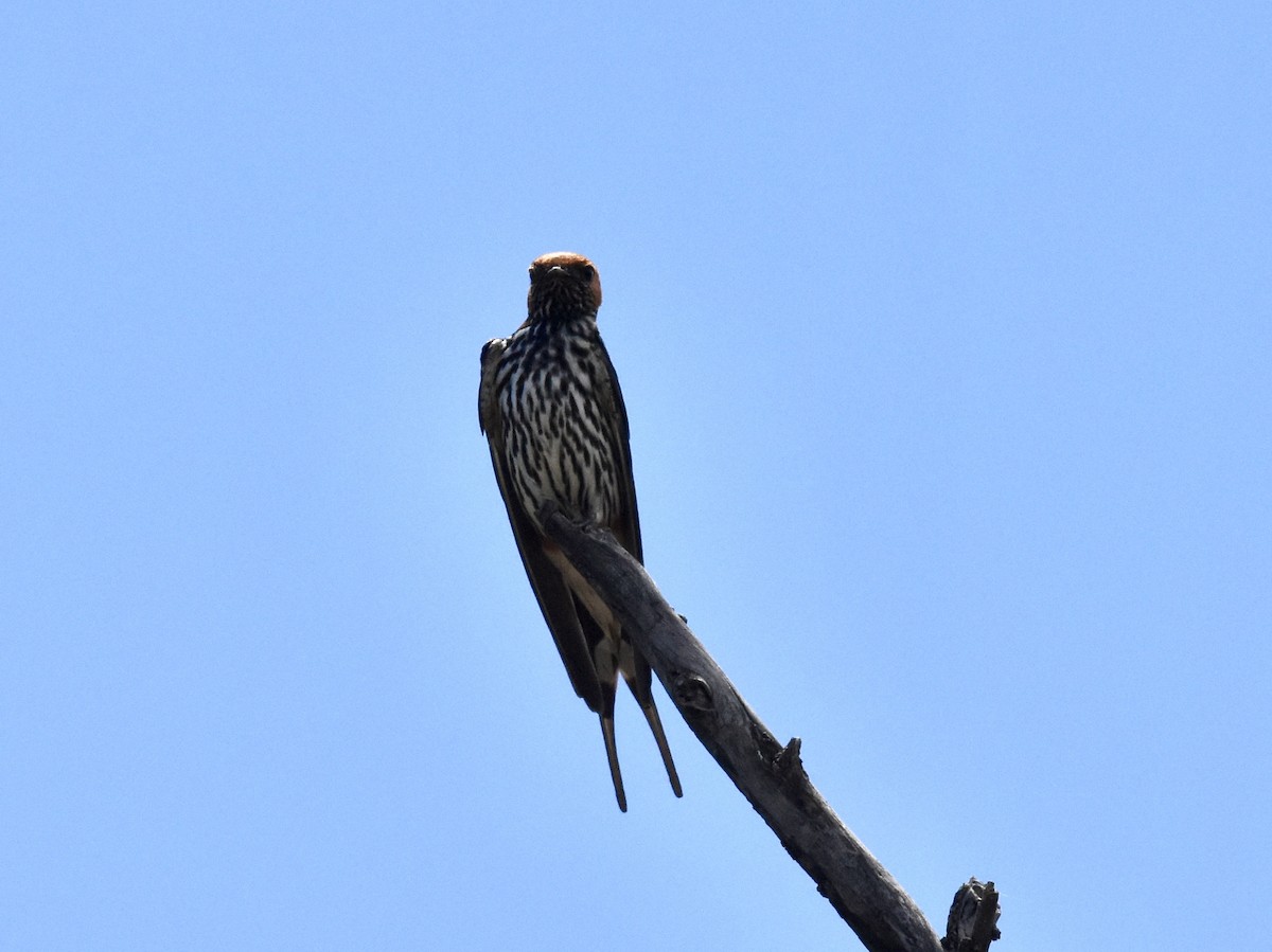 Lesser Striped Swallow - ML617174752