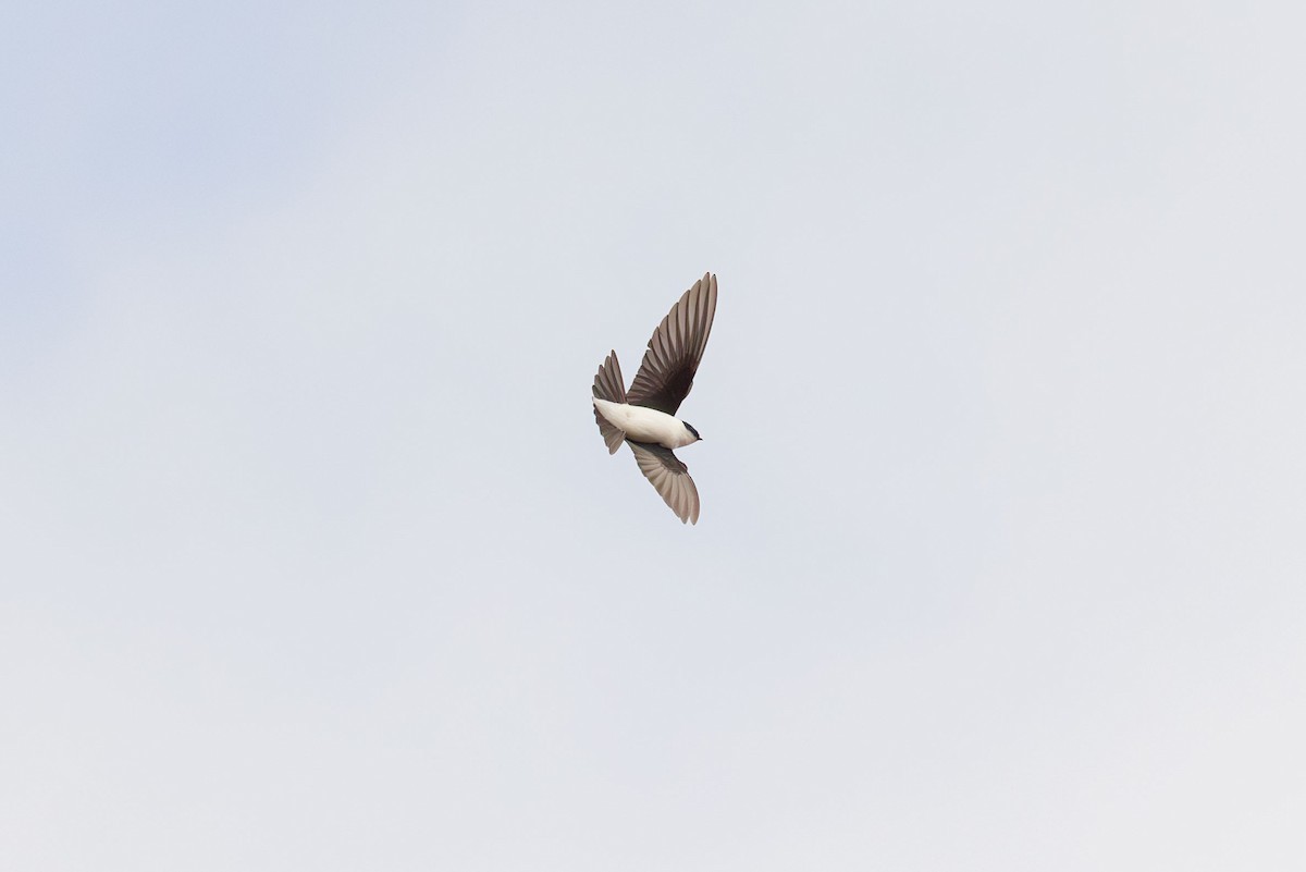 Golden Swallow - Elliott Ress