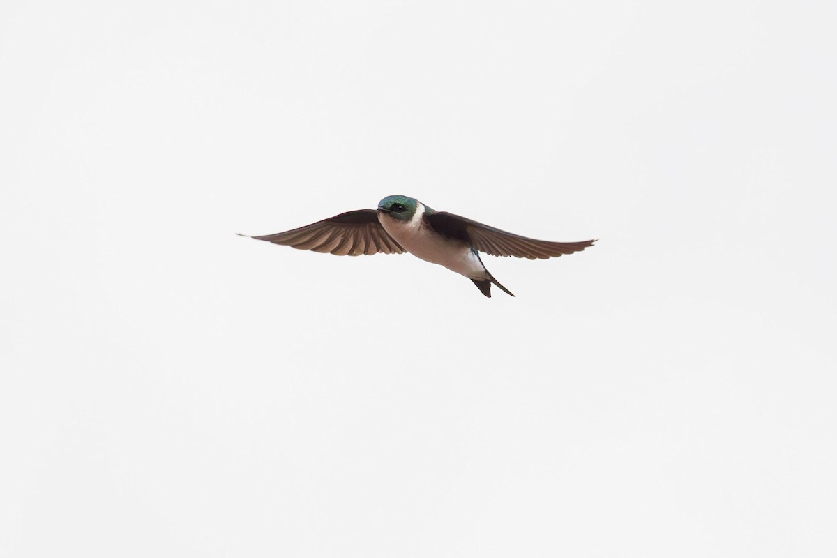 Golden Swallow - ML617174757