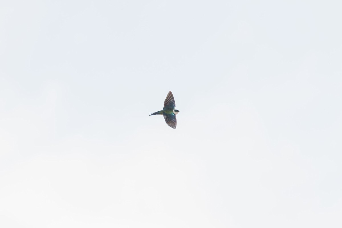 Golden Swallow - ML617174759