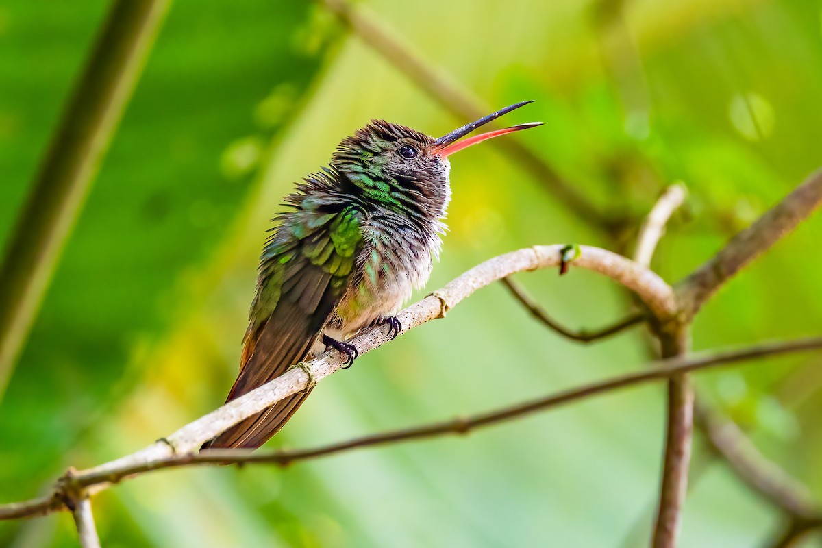 kolibřík zlatoocasý - ML617174771