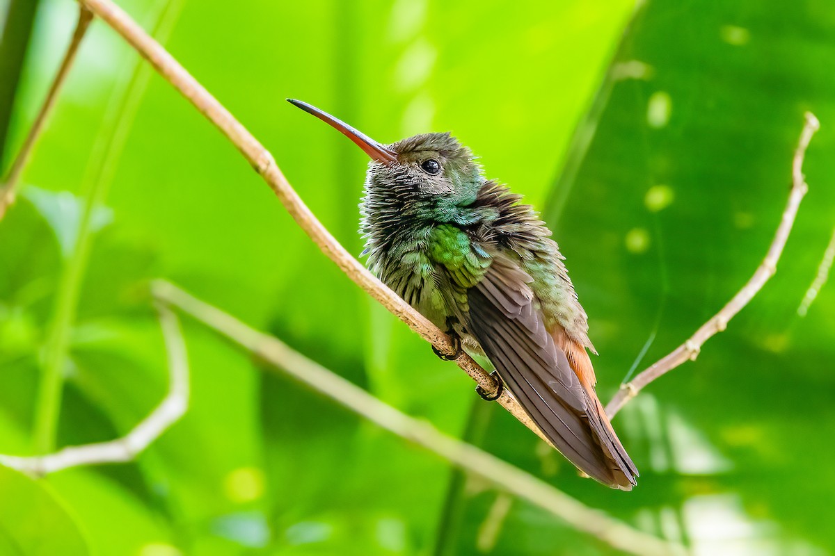 Blue-throated Goldentail - ML617174773