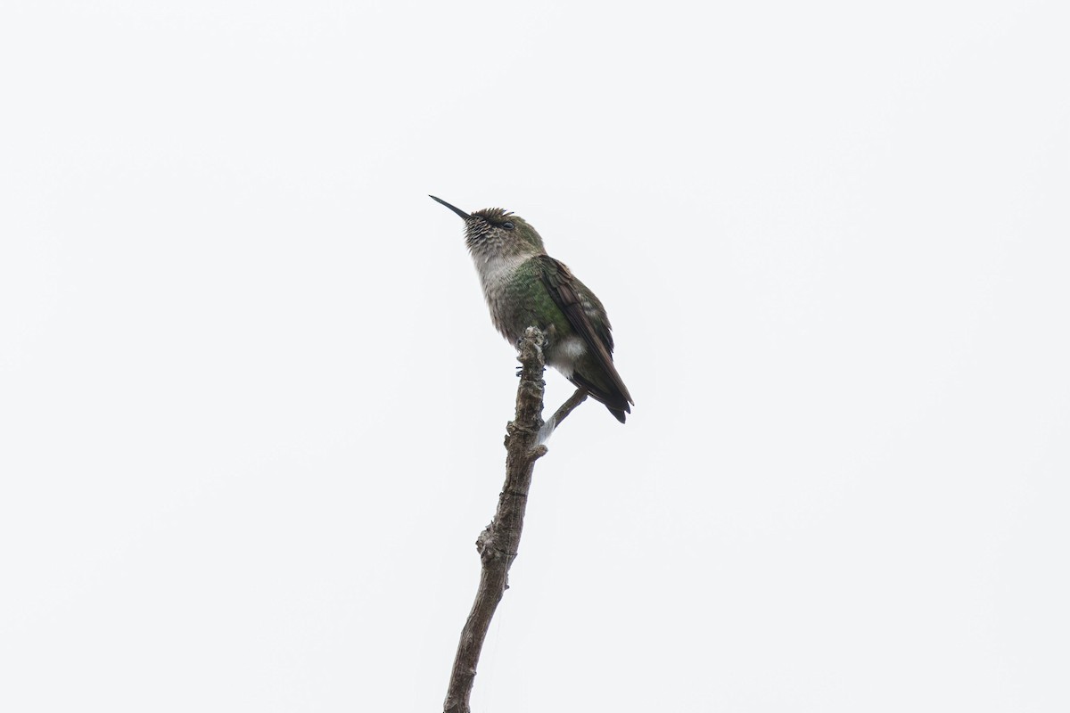 Vervain Hummingbird - Elliott Ress