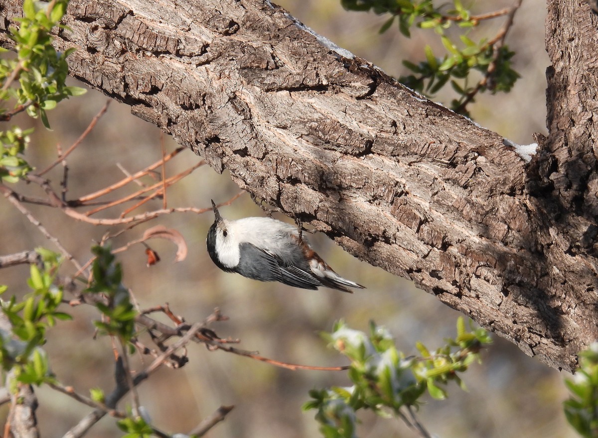 White-breasted Nuthatch - Sue Noonan