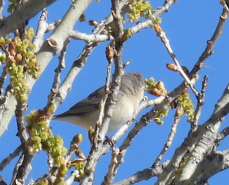 Lucy's Warbler - ML617175090