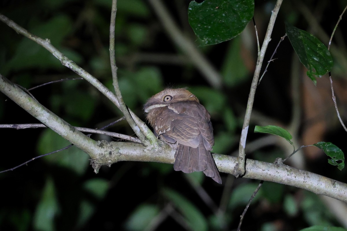 Gould's Frogmouth - ML617175099