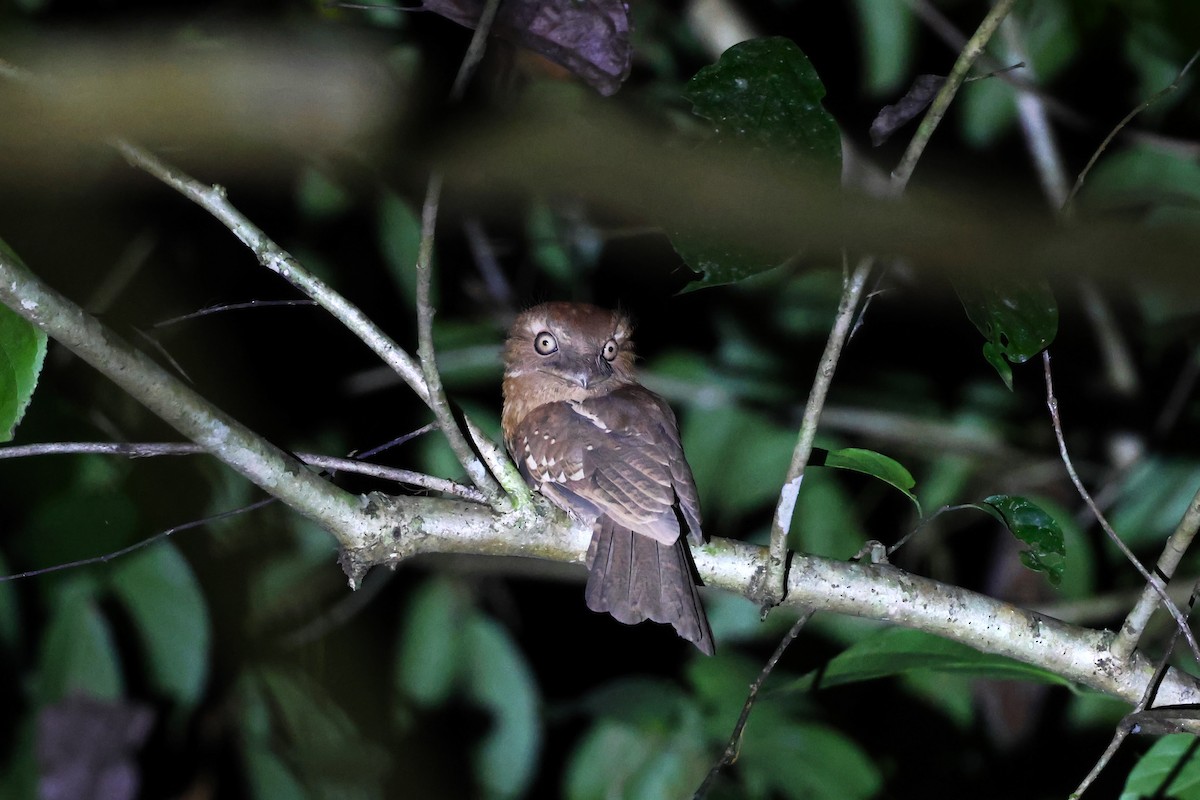 Gould's Frogmouth - ML617175100