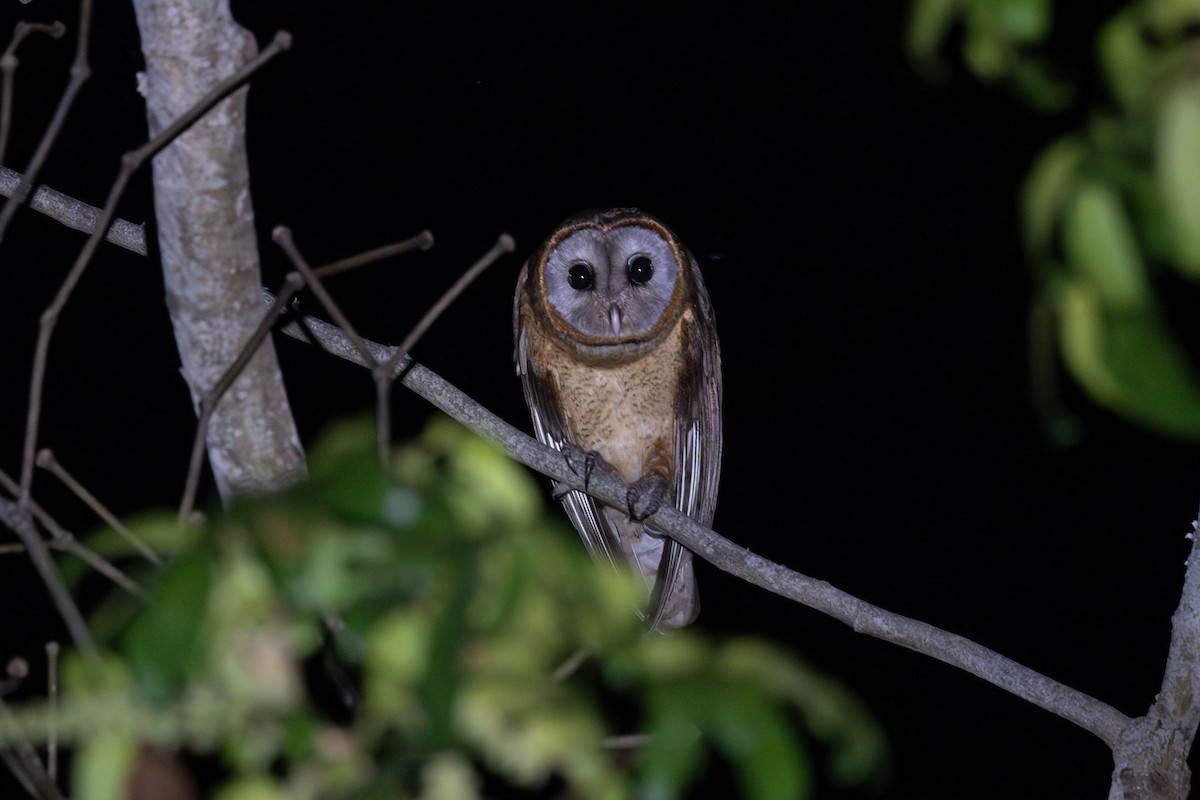 Ashy-faced Owl - ML617175114