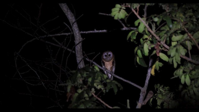 Ashy-faced Owl - ML617175122