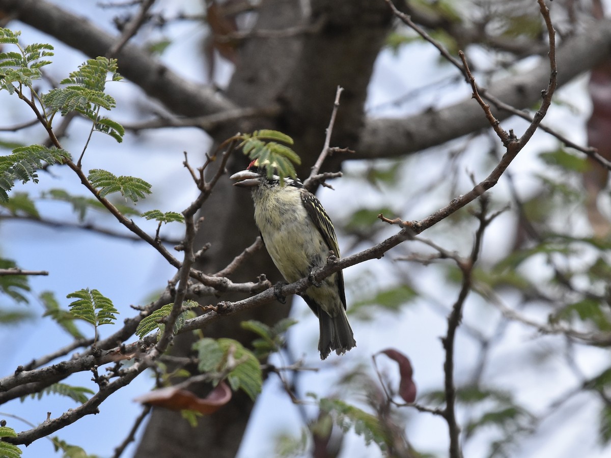 Red-fronted Barbet - ML617175186