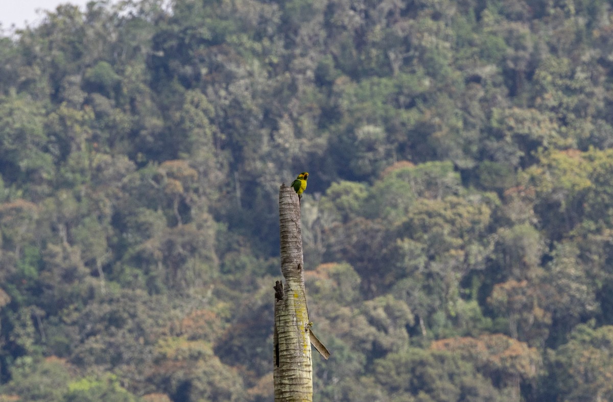 Yellow-eared Parrot - ML617175265