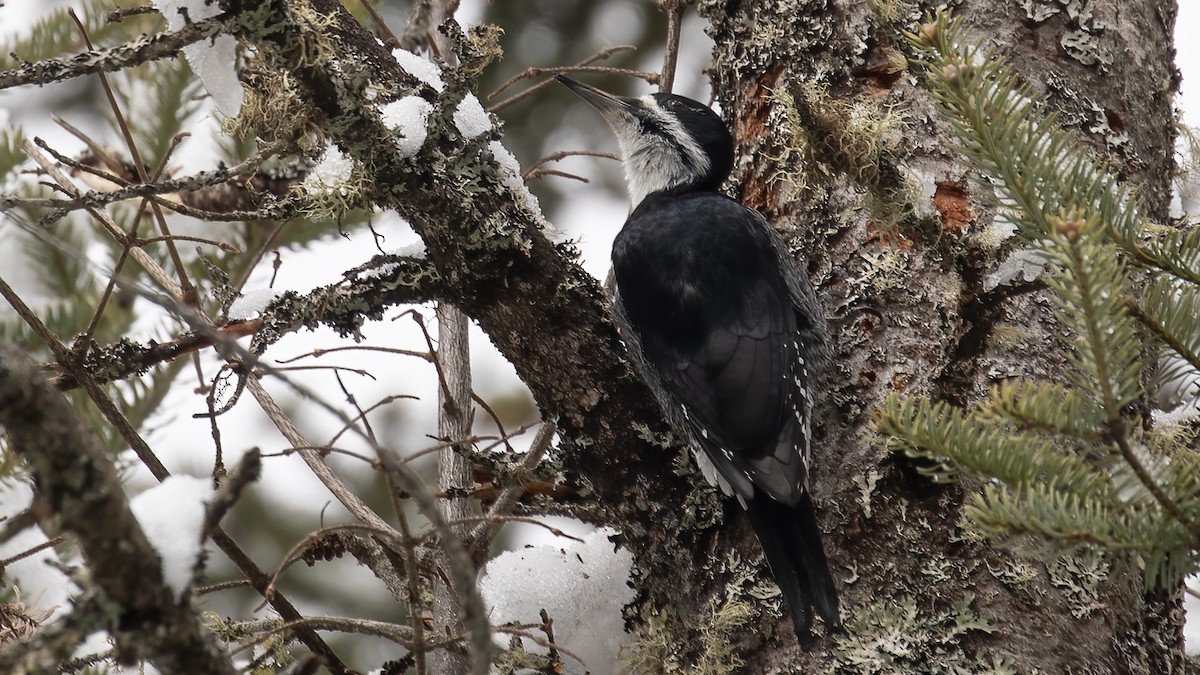 Black-backed Woodpecker - ML617175321