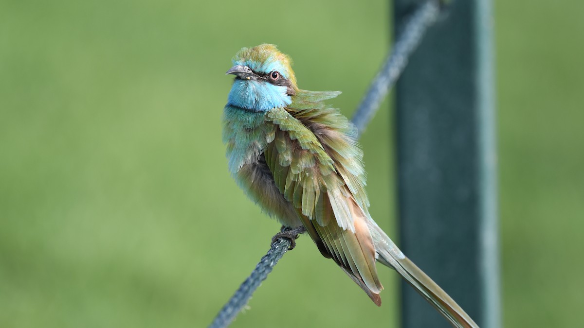 Arabian Green Bee-eater - ML617175338