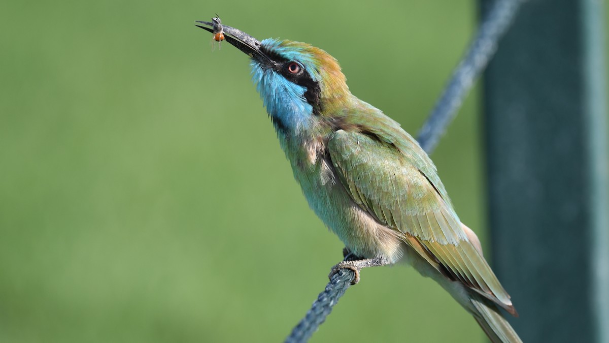 Arabian Green Bee-eater - ML617175339