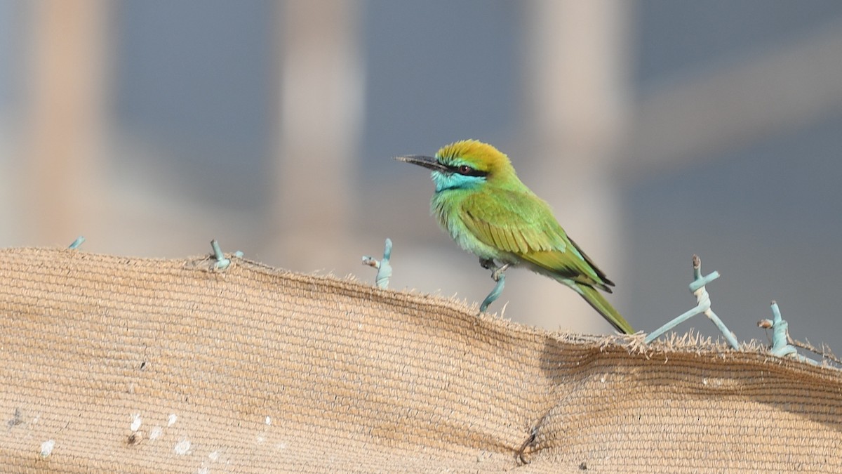 Arabian Green Bee-eater - ML617175343