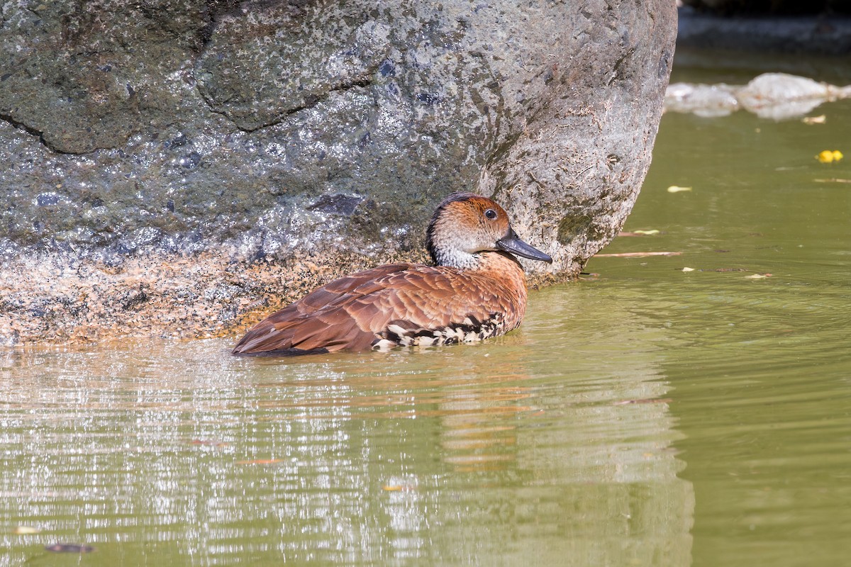 West Indian Whistling-Duck - ML617175391