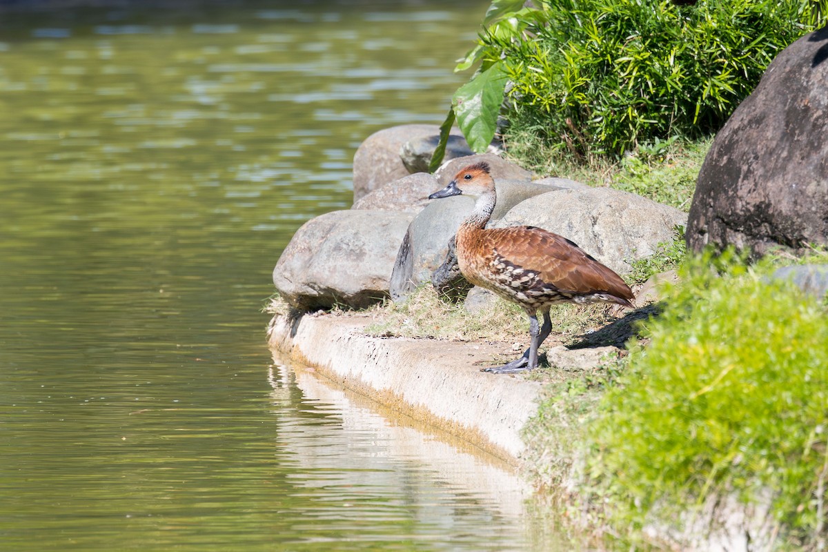 West Indian Whistling-Duck - ML617175396
