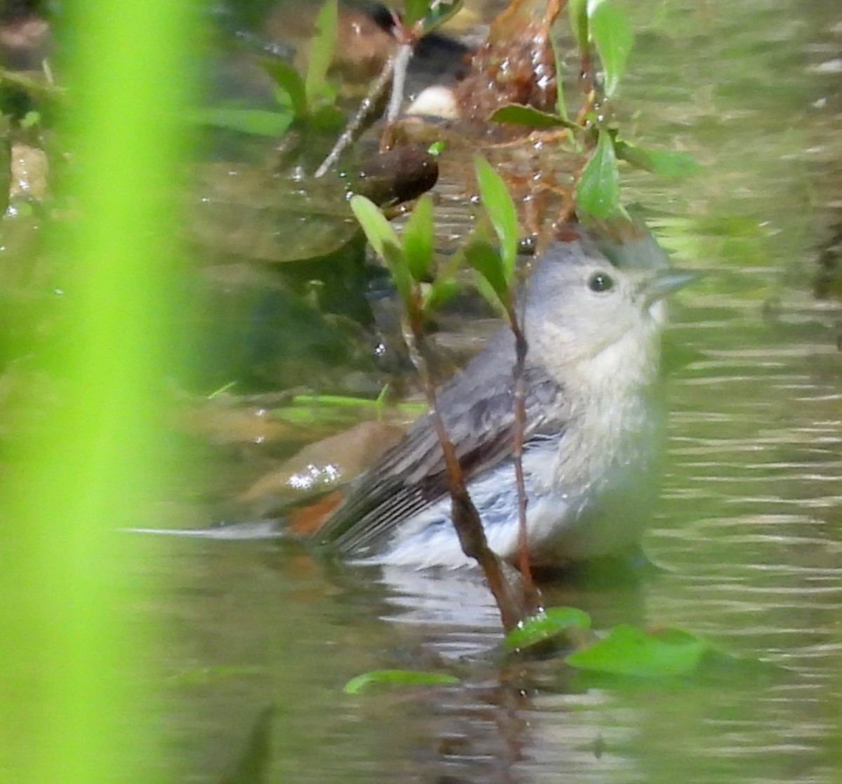 Lucy's Warbler - ML617175428