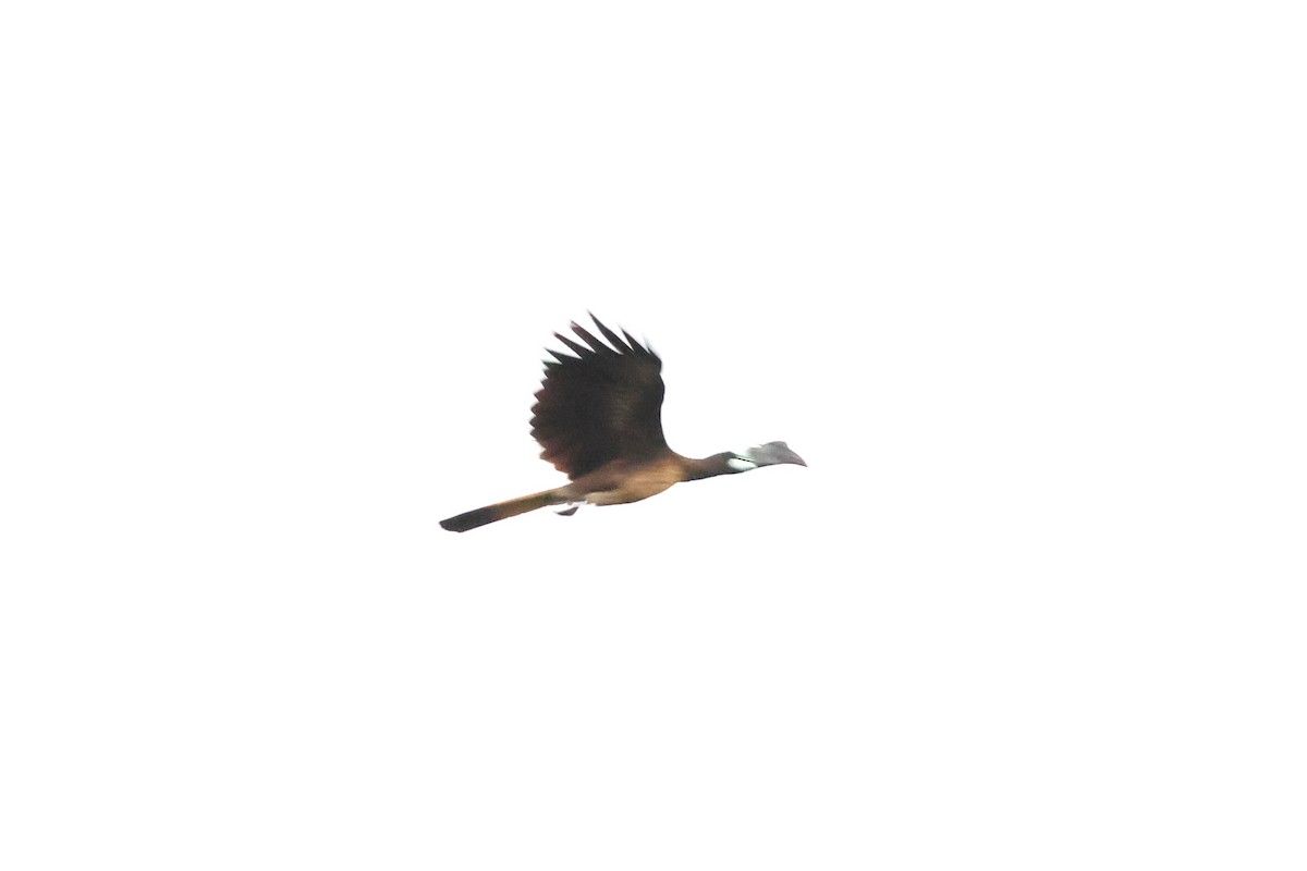 Bushy-crested Hornbill - ML617175431
