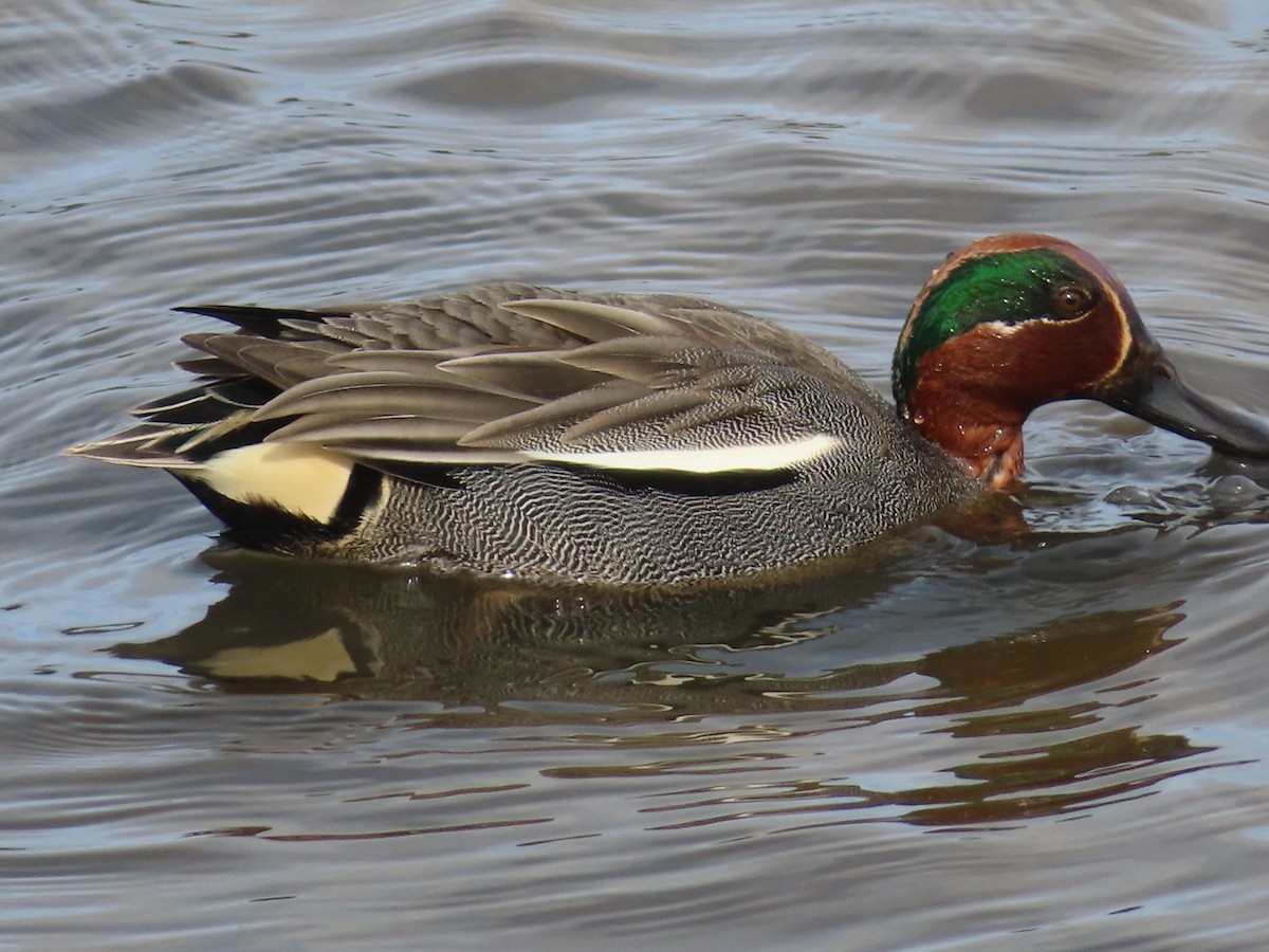 Green-winged Teal - ML617175433