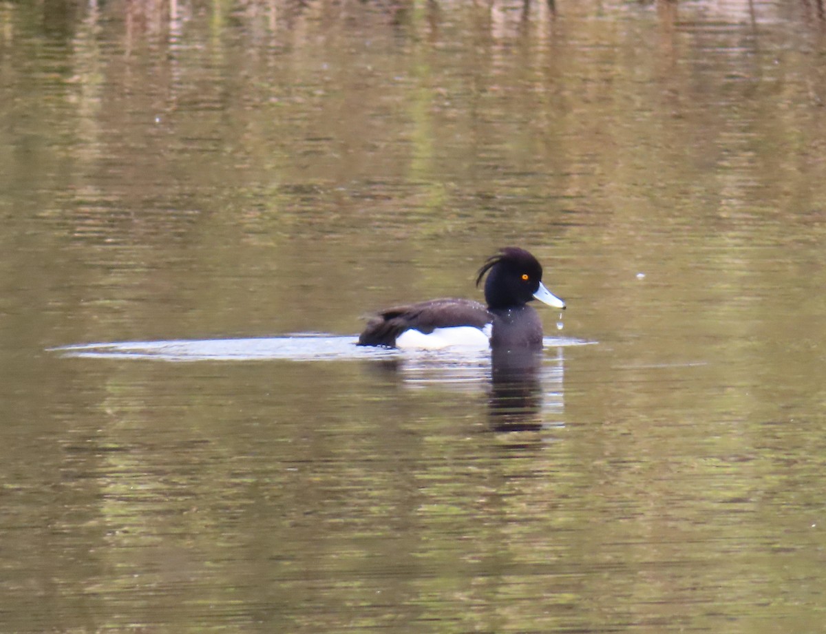 Tufted Duck - ML617175444