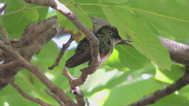 Green-backed Firecrown - ML617175483