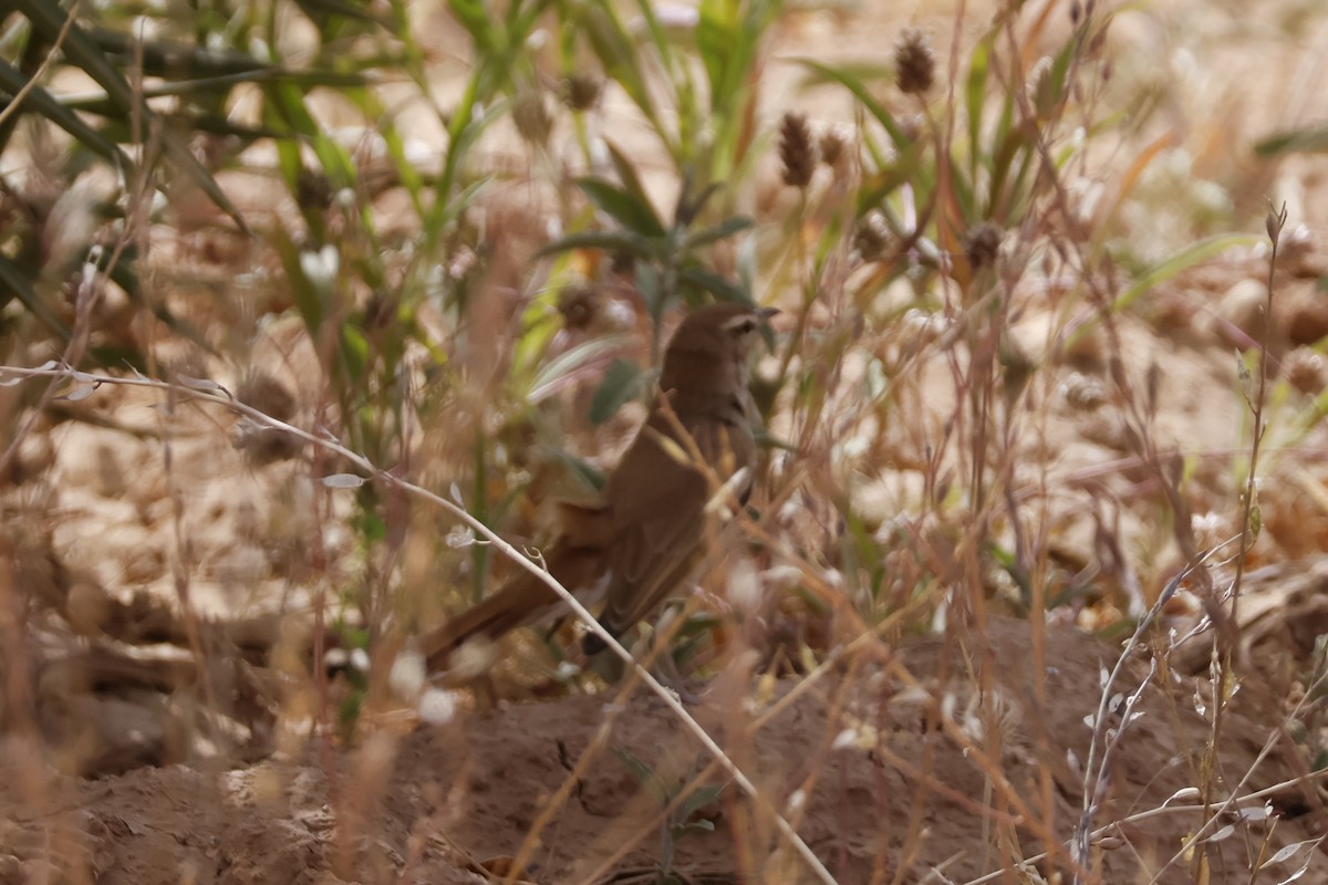 Rufous-tailed Scrub-Robin - ML617175498