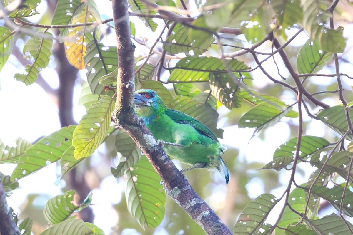 Red-throated Barbet - ML617175503