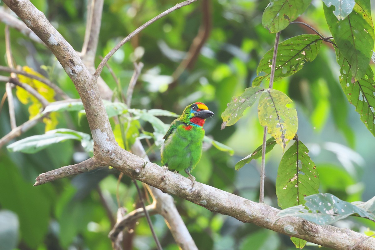 Red-throated Barbet - ML617175505