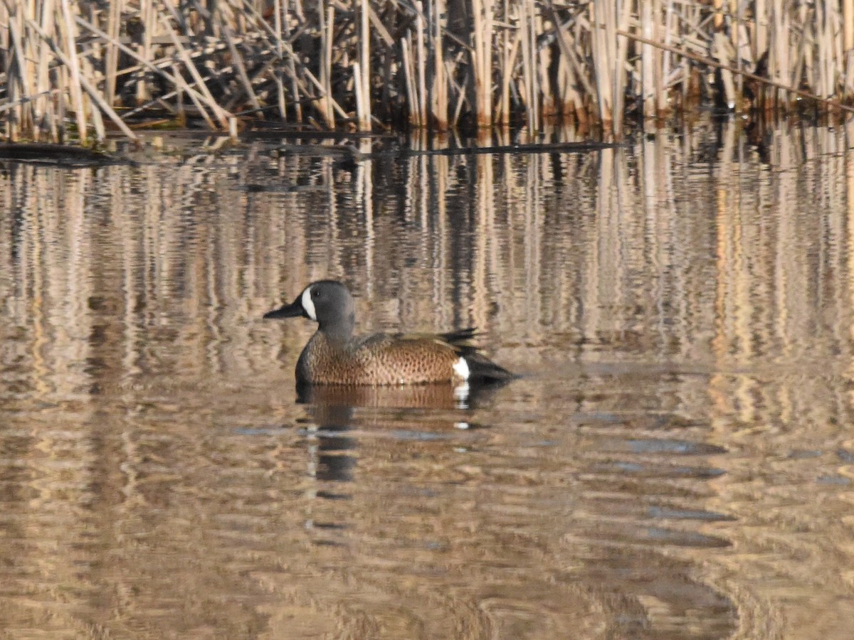 eBird Checklist - 9 Apr 2024 - Daniel Webster Wildlife Sanctuary (Mass ...