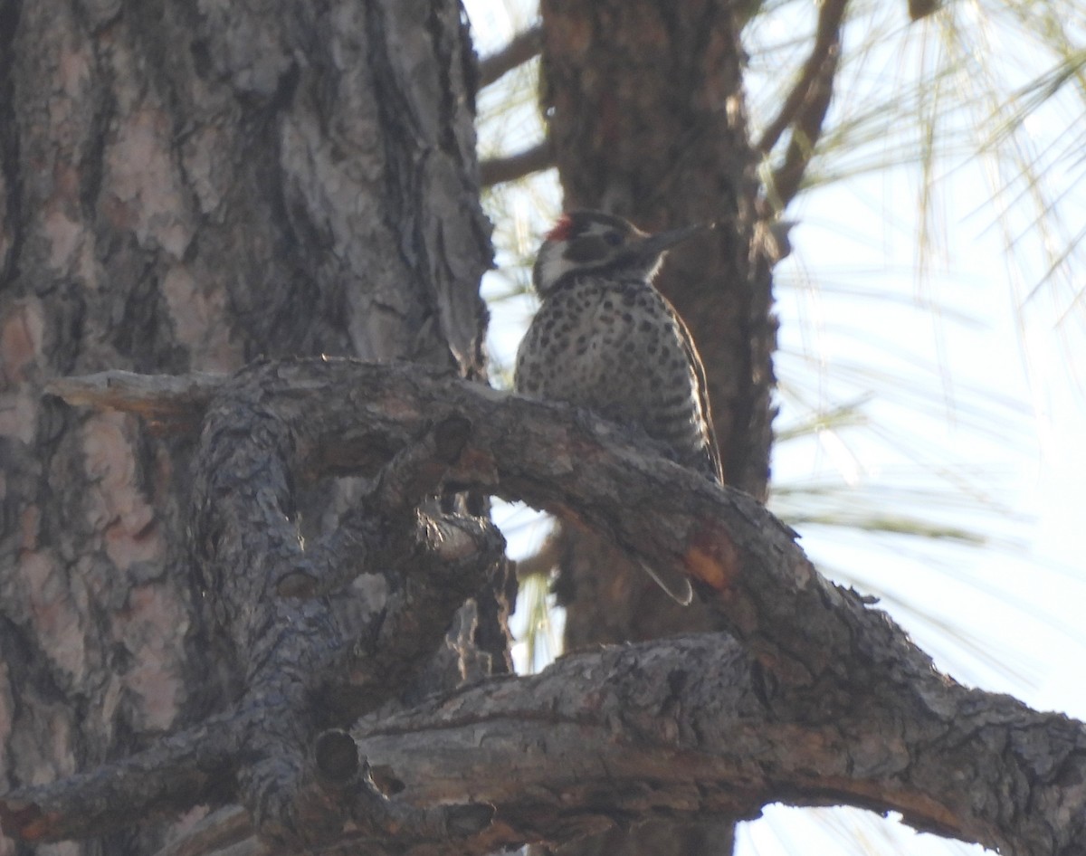 Arizona Woodpecker - ML617175698