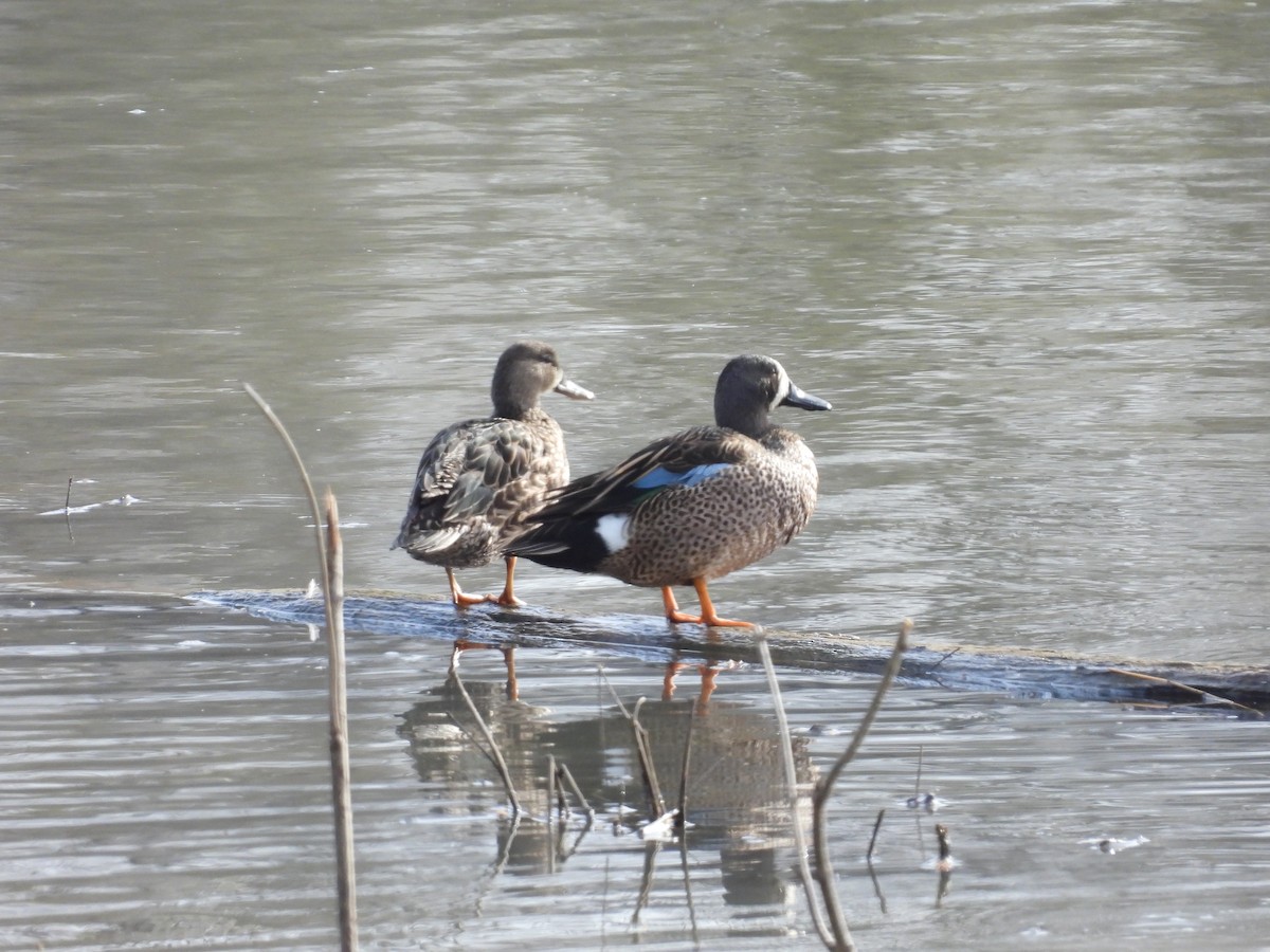 Blue-winged Teal - ML617175804