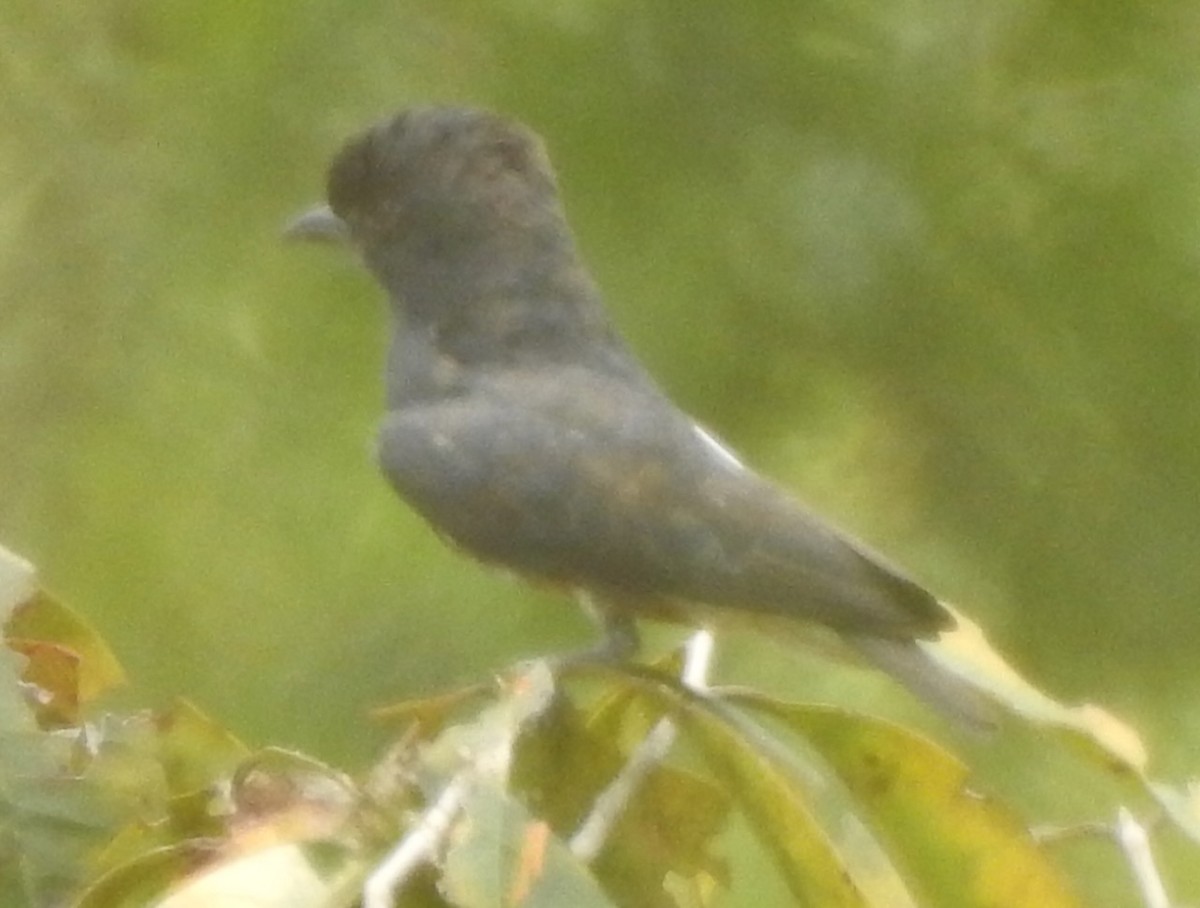 Swallow-winged Puffbird - ML617175820