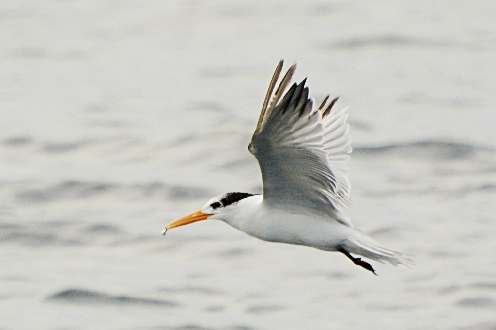 Lesser Crested Tern - ML617175850