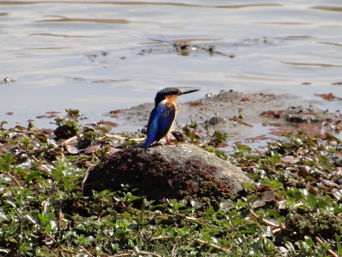 Malagasy Kingfisher - ML617175962