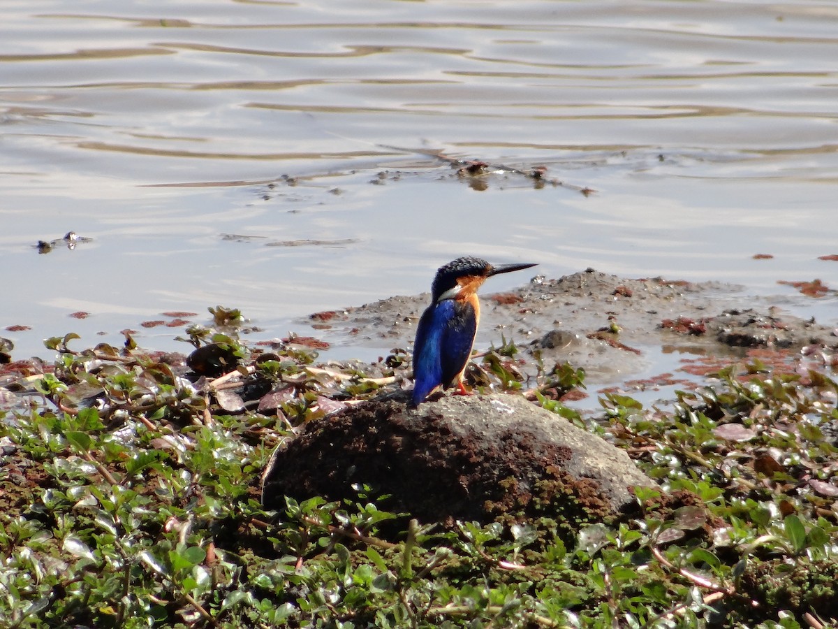 Malagasy Kingfisher - ML617175963