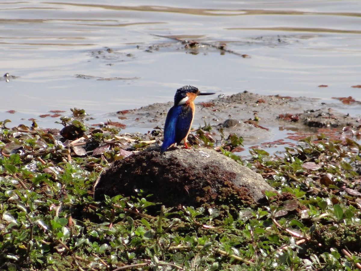 Malagasy Kingfisher - ML617175964