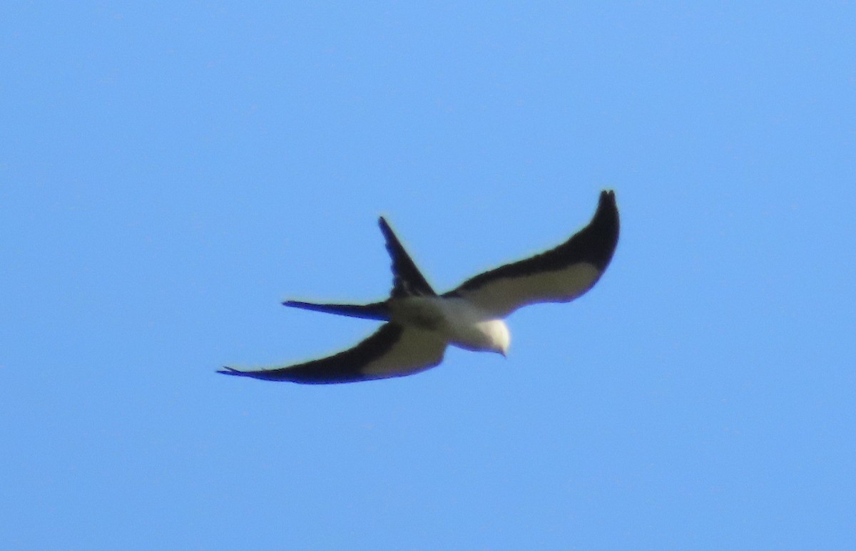 Swallow-tailed Kite - ML617175992