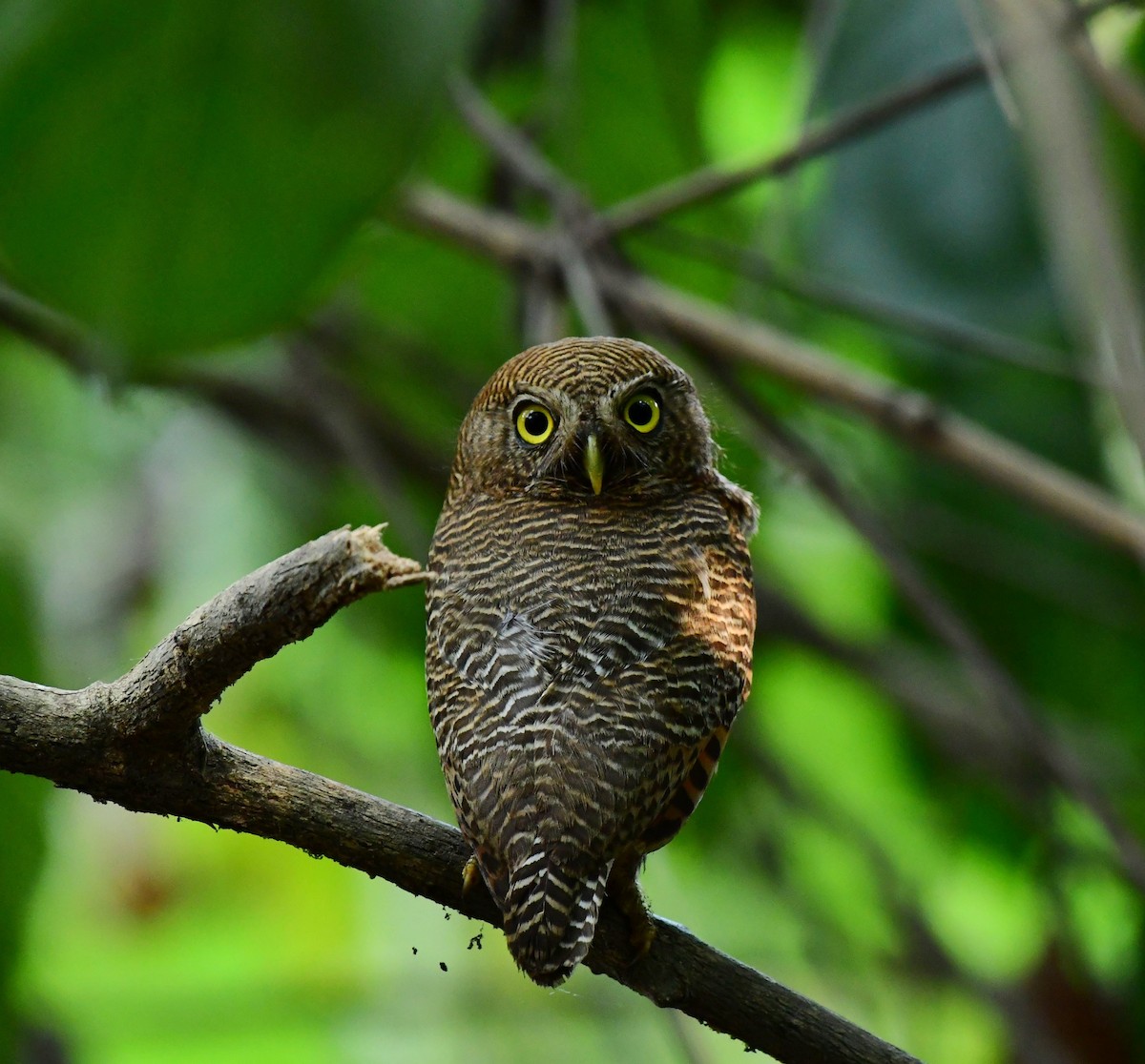 Jungle Owlet - Shameer Kodiyathur