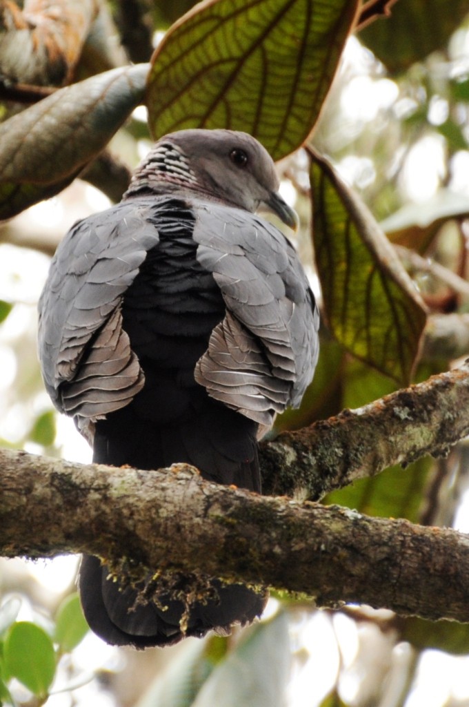 Sri Lanka Wood-Pigeon - ML617176026