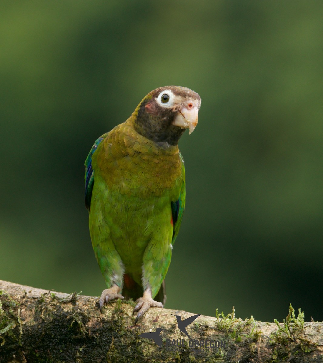 Brown-hooded Parrot - Raúl Obregón