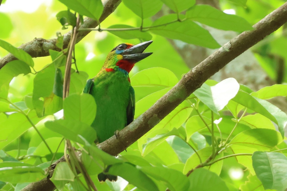 Red-throated Barbet - ML617176119