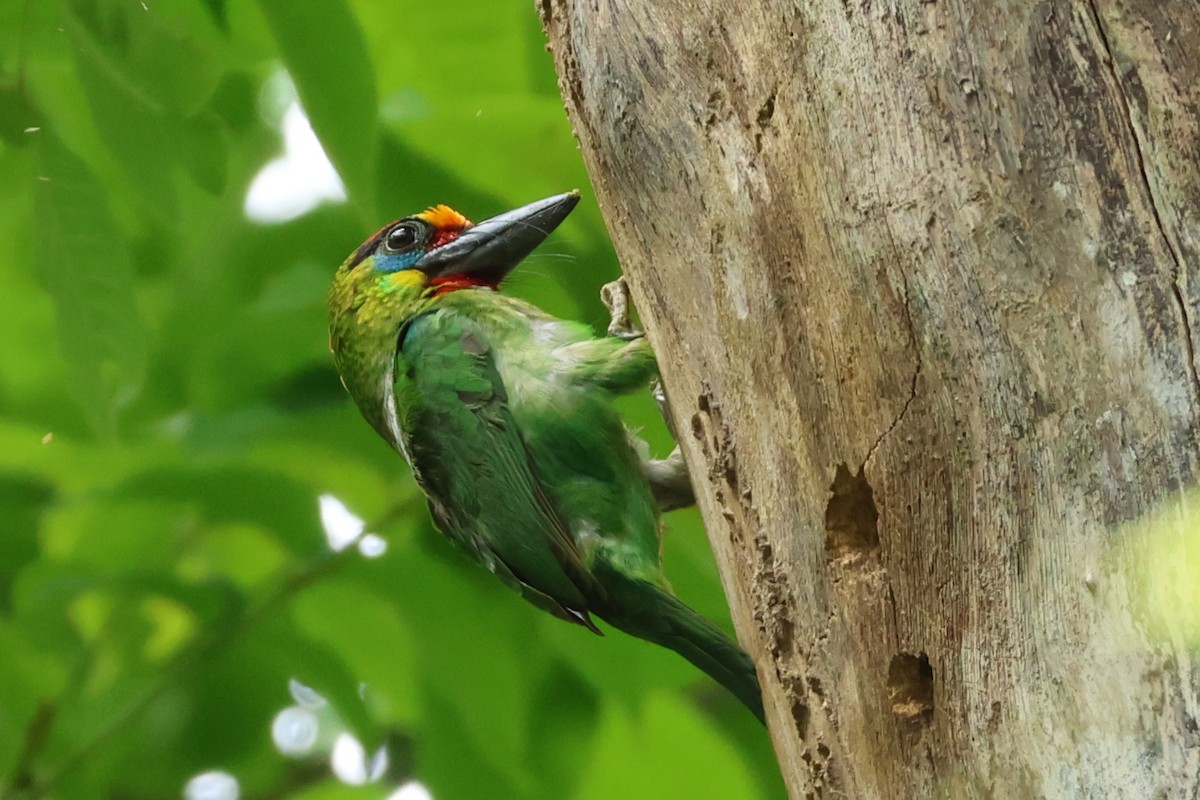 Red-throated Barbet - ML617176120